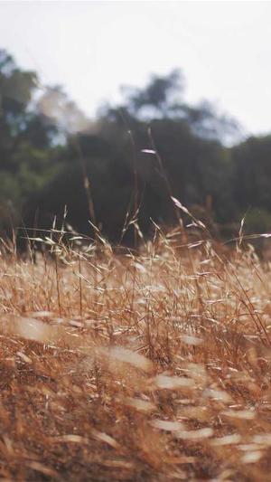 首页黑料社区截图2