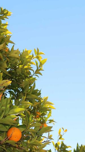 吃瓜少女张小寒截图2