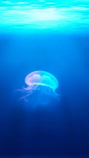 月经期可以吃哈密瓜嘛截图1