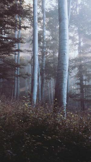 抖音菠萝酱黑料视频截图1