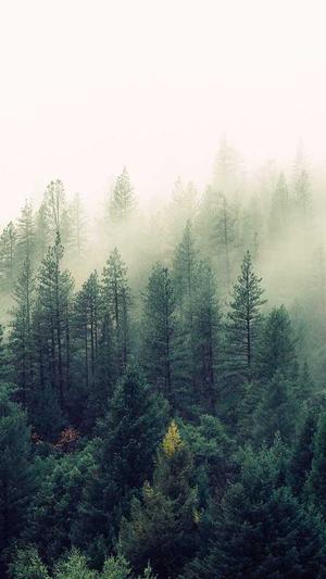 佛手瓜要削皮吃吗截图1