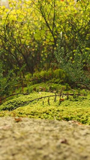 黑料社最新网址截图4